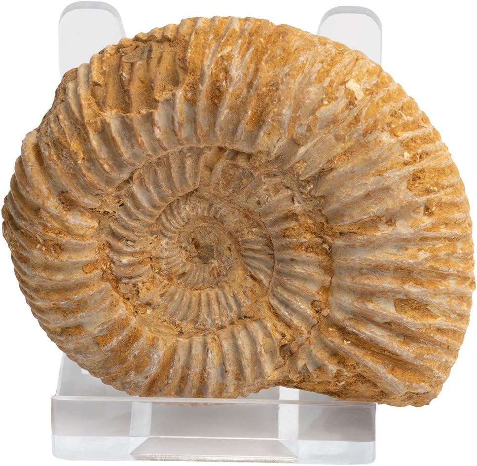 British Fossils Genuine Madagascan Ammonite in Gift Box with Stand - 160 Million Years Old!, Dusty Ammonite - Image 3