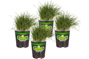 Bonnie Plants Pet Grass Live Edible Plant - 4 Pack, Pet Friendly, Great For Dogs & Cats, Perfect For Indoors