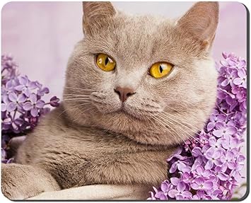 yellow british shorthair