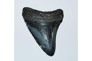 TOHOYARD MEGALODON TOOTH Fossil SHARK 3.879 inches - Up to 25 Million Years Old #1537 7o