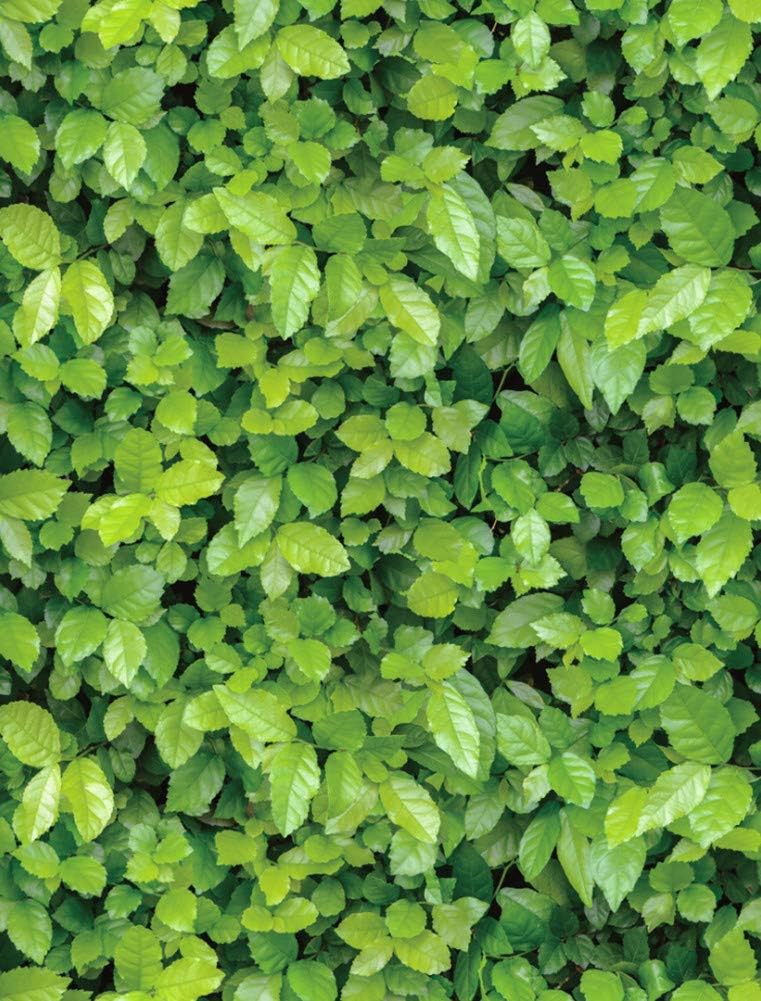 Best Tropical Decals For Kitchen Cabinets