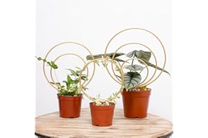 YOHSNOR Hoya Trellis for Indoor Plants - Set of 3 Stylish Metal Plant Supports for Climbing Houseplants - Durable Design for Small Potted Plants with Increased Height Support