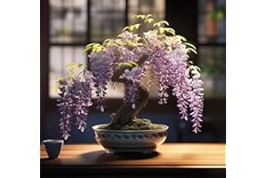 CZ GRAIN Weeping Wisteria Bonsai Tree Seeds for Planting - 10 Seeds