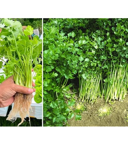 Amazon.com : Nan Ling Chinese Cutting Celery - 1 Oz - Non-GMO Vegetable  Gardening Seeds by Mountain Valley Seeds : Patio, Lawn & Garden