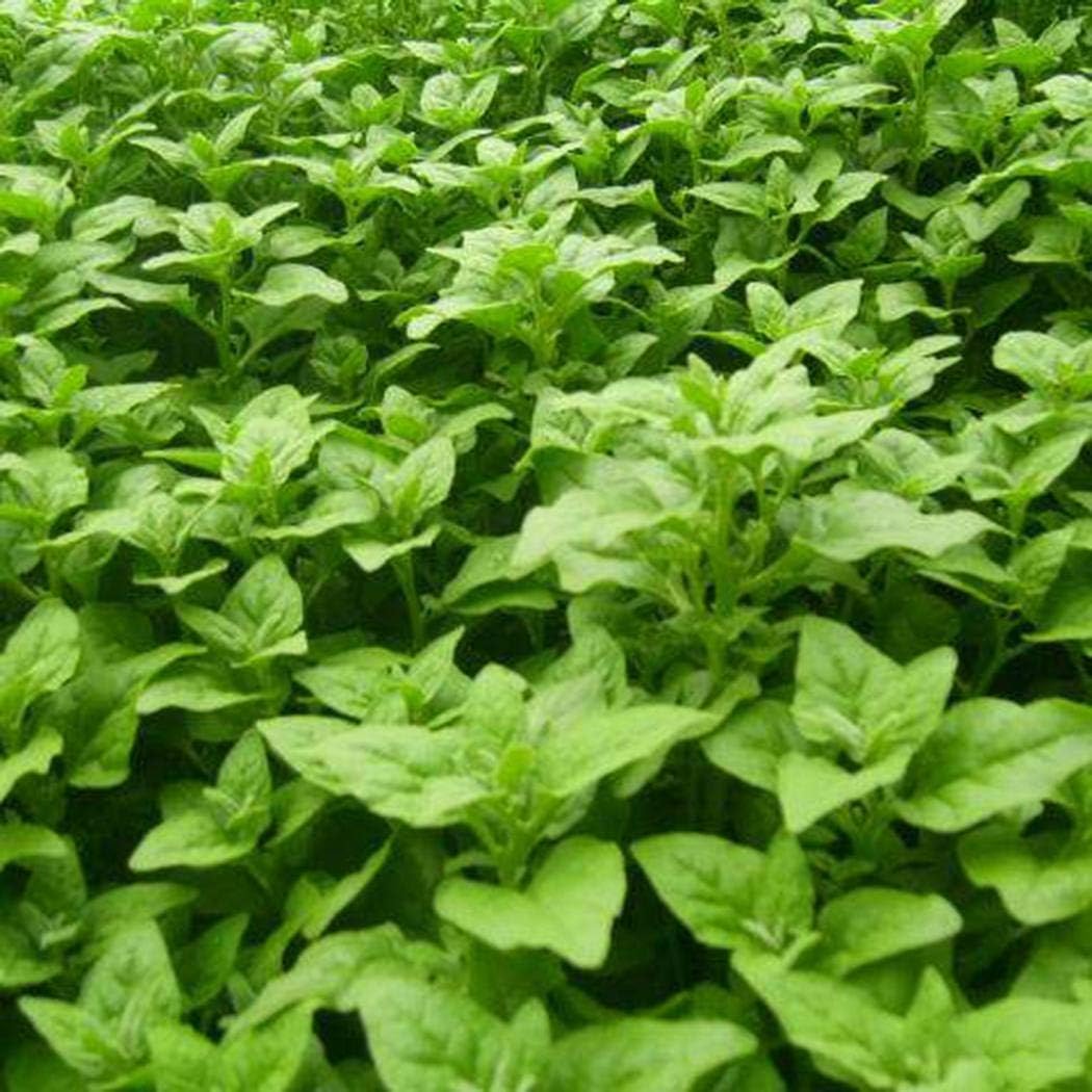Civilys New Zealand Spinach Seeds Tetragonia Tetragonioides Vegetables Garden Plants Vegetables