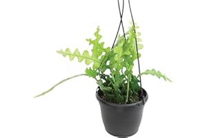Zigzag Fishbone Cactus Plants Hanging Basket, Epiphyllum Plant, RIC Rac Cactus Plants Live Succulents Plants Live Houseplants, House Plants Indoors Live Indoor House Plants by Plants for Pets