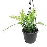 Zigzag Fishbone Cactus Plants Hanging