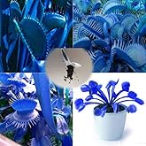 Glamaours Trenton 100Pcs Blue Dionaea Muscipula Giant Venus Flytrap Seeds Garden Plants