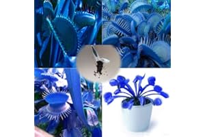 Glamaours Trenton 100Pcs Blue Dionaea Muscipula Giant Venus Flytrap Seeds Garden Plants