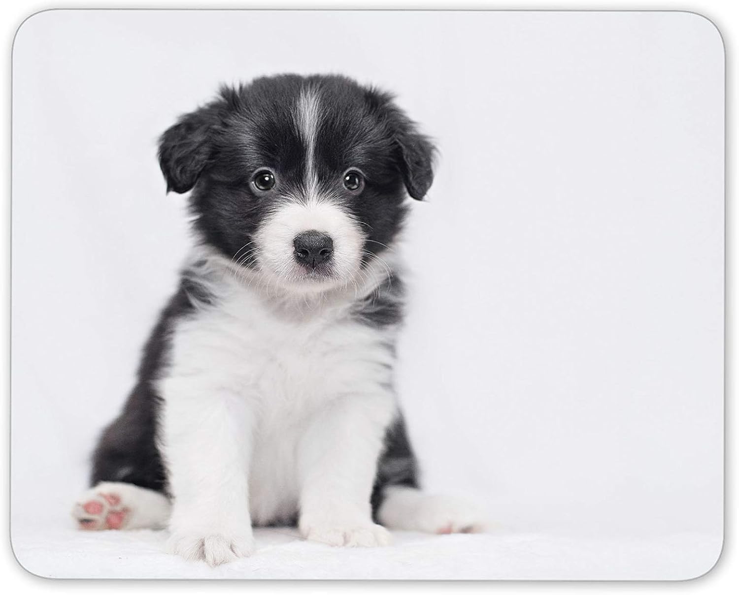 irish water spaniel shedding