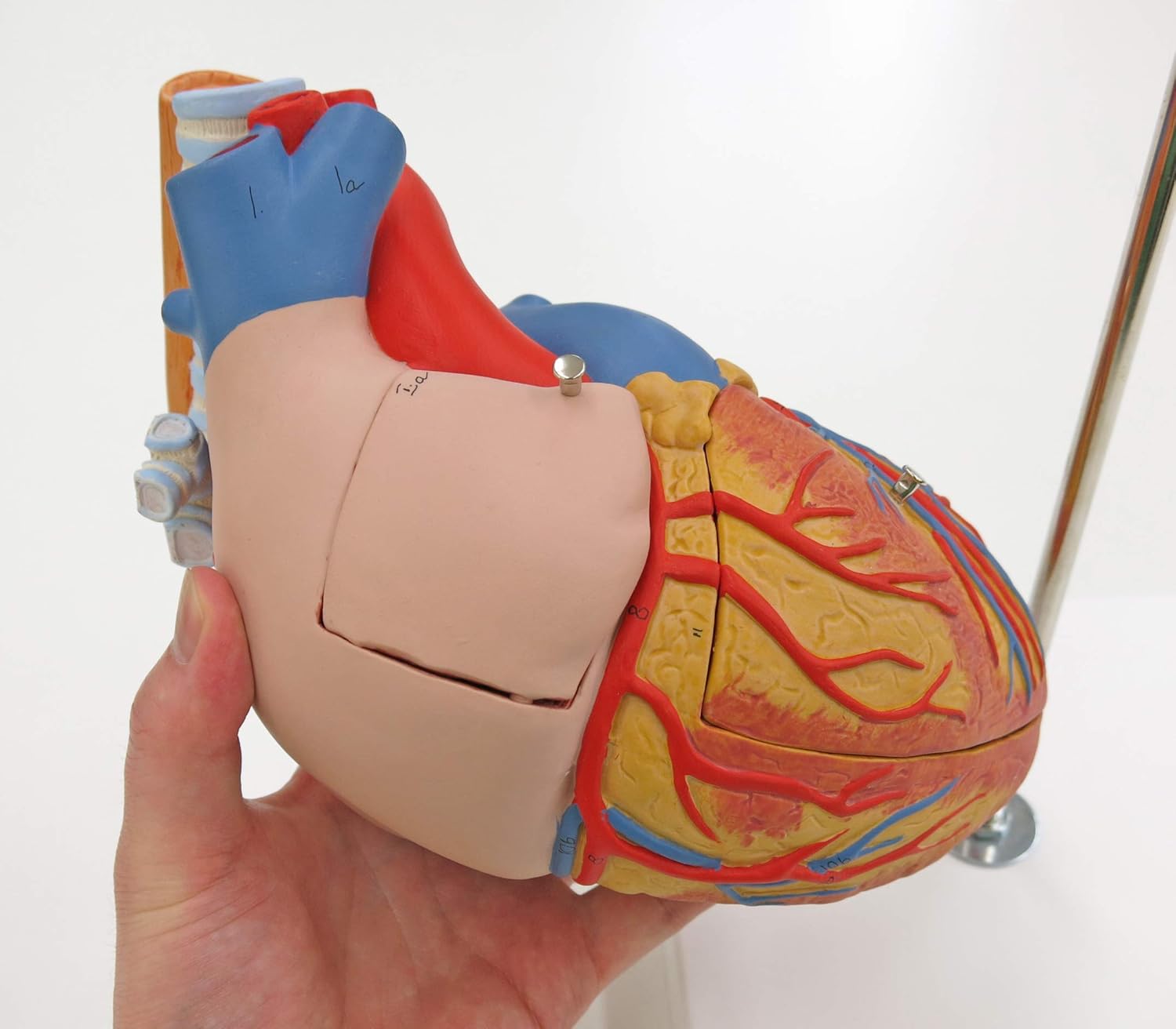 3B Scientific Human Anatomy, Heart Model with Oesophagus and Trachea, 2 Times Life Size, 5 Part + free anatomy software - Image 3