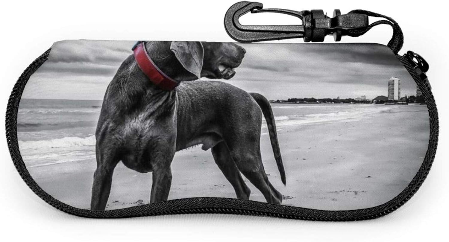 black weimaraner dog