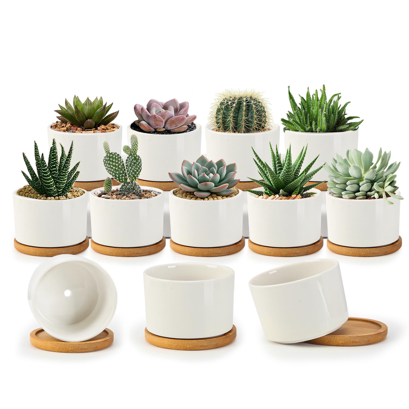 Photo 1 of ZOUTOG Succulent Pots 3.1 Inch,Succulent Planters 12 Pack,Small Pots for Plants with Drainage and Tray,White Ceramic Flower Planters for Indoor Plants,Home,Office,Desk