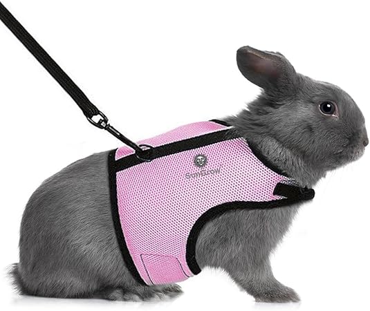 pets at home rabbit harness
