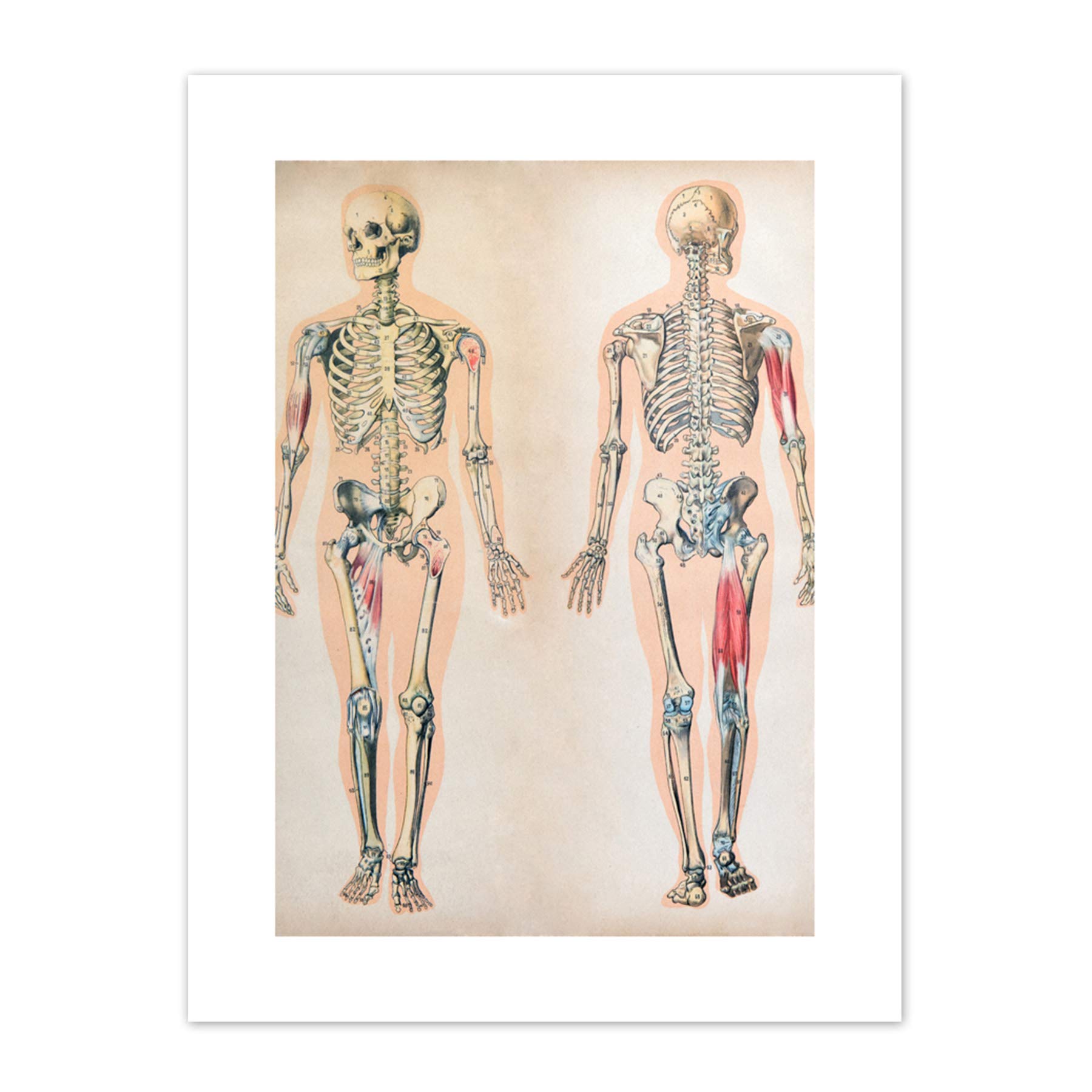 Human Body Anatomy Skeleton Muscles Art Print Canvas Premium Wall Decor Poster