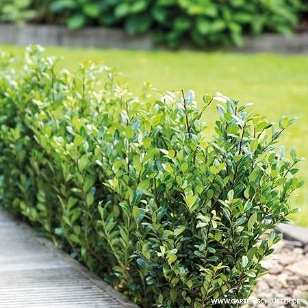 Ilex Robustico Idealer Buchsbaumersatz Immergrun Winterhart Schnittvertraglich Pflegeleichte Hecke Beeteinfassung Formgeholz Kugel Formbar Im 9 Cm Topf Liefergrosse 10 15 Cm Amazon De Garten