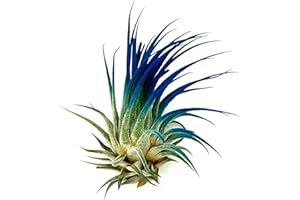 ragnaroc Air Plants - Tillandsia Ionantha, Regular 2-3" - 1ct - Organically Enhanced Color - Live Arrival Guaranteed - House Plants for Home Decor & Gift, Ocean