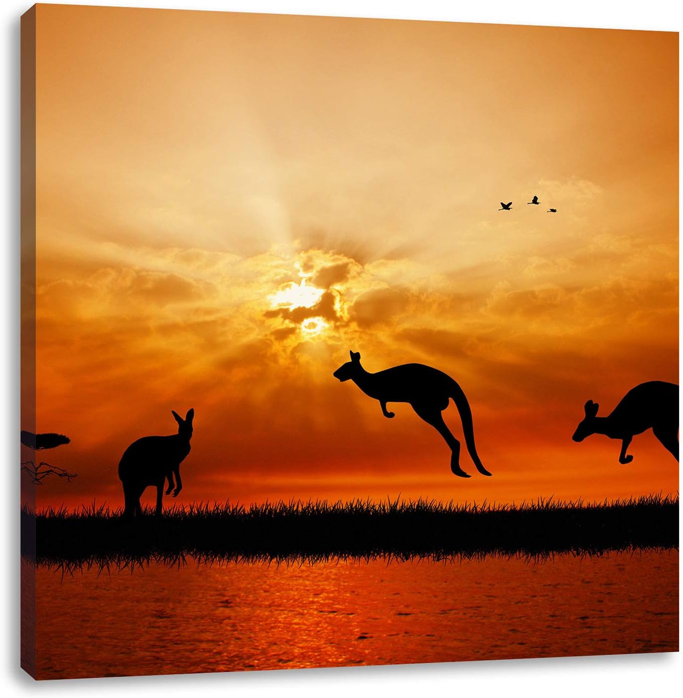Kangaroos in the sunlight 40x40 cm canvas print decoration