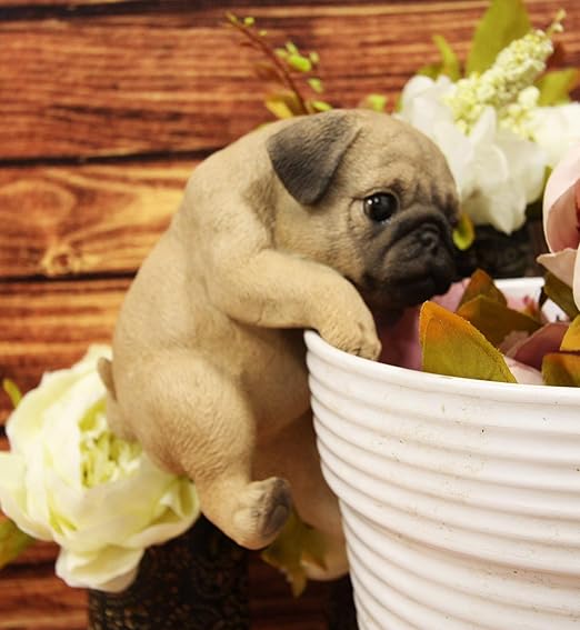 pug puppy pics