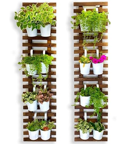 pics of lavender plants Phenomenal™ Lavender Plant | PlantingTree main image 0