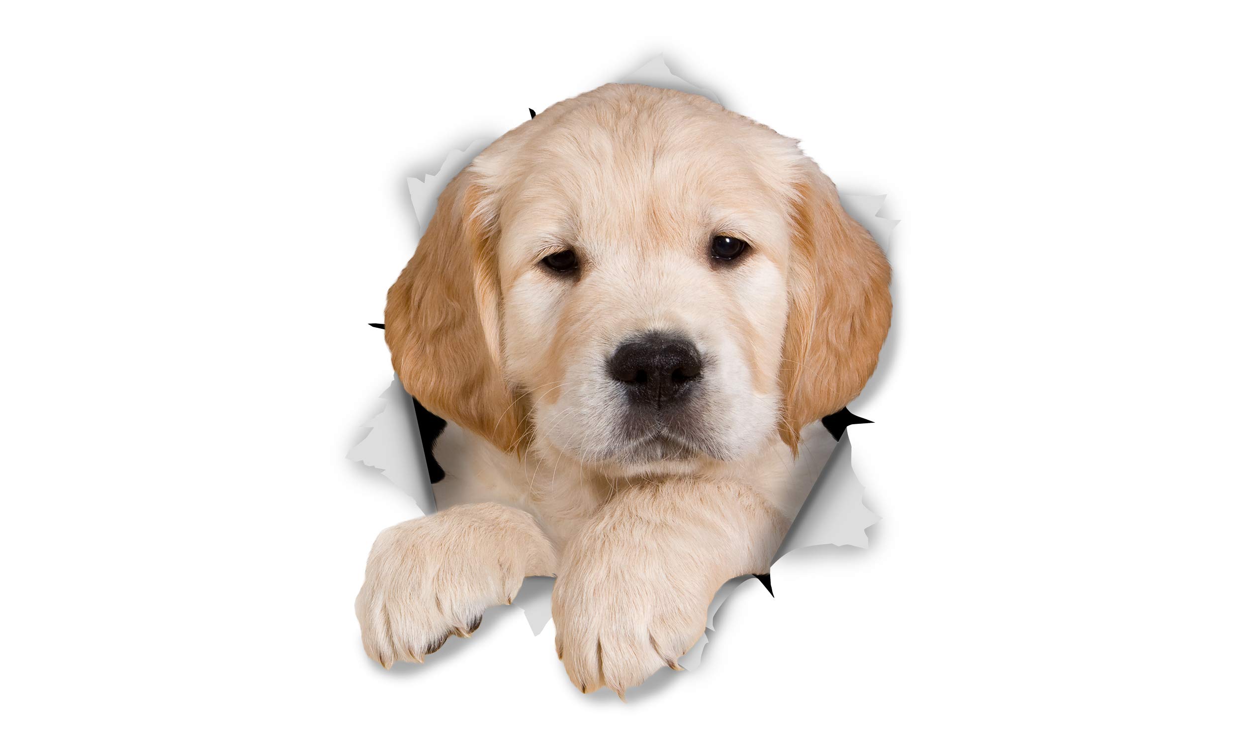 Winston & Bear 3D Dog Stickers - 2 Pack - Golden Retriever Puppy Stickers for Wall, Fridge, Toilet, Room - Retail Packaged Golden Retriever Dog Wall Decals