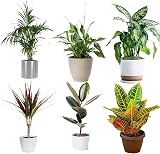 All Occasions Indoor Plants Mix of 6 in 12cm Pots Real Houseplants view 5