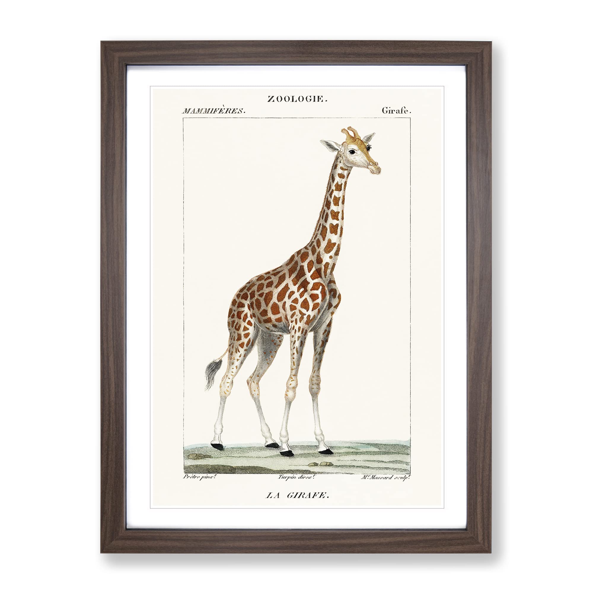 Giraffe By P.J.F. Turpin Vintage Framed Wall Art Print, Ready to Hang Picture for Living Room Bedroom Home Office Décor, Walnut A4 (34 x 25 cm)