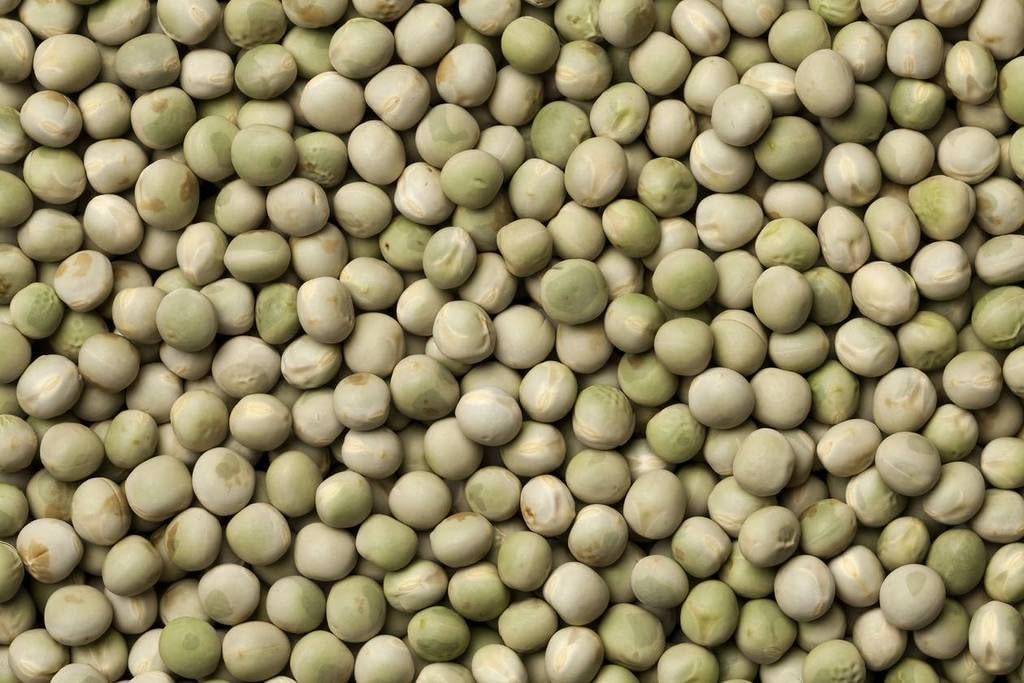 Natures Root Organic Pea Sprouting Seeds 250g - Superfood - Image 3