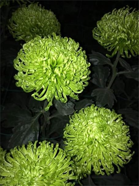 Amazon 芍薬の球根 豊かな花柄と独特の色の世界は縁起の良い花を意味します 10球根 花