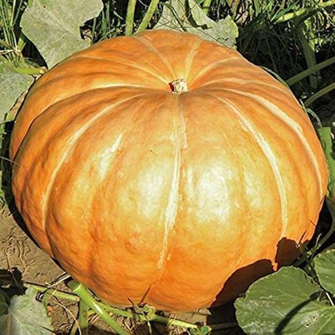 Kürbis Riesenkürbis - Dills Atlantic Giant - Rekordkürbis - 8 Samen: Amazon.de: Garten