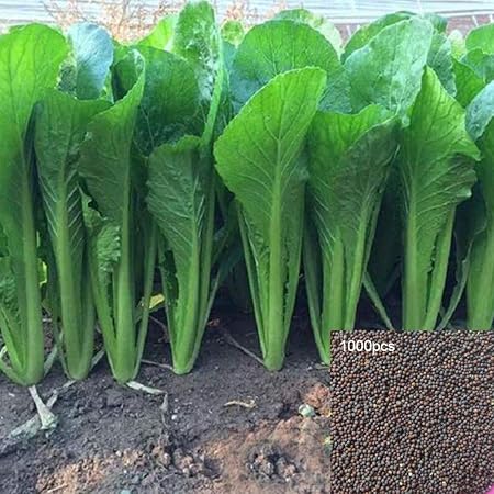 Catkoo Graines 1000 Pcs Chinois Chou Pak Choi Bok Choy Jardin