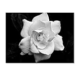 Gardenia in Black and White by Kurt