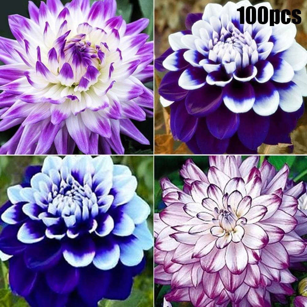 100Pcs Mixed Color Dahlia Seeds Perennial Flower Plant Home Garden Bonsai Decor -Garden Vegetable Flower Planting Fun
