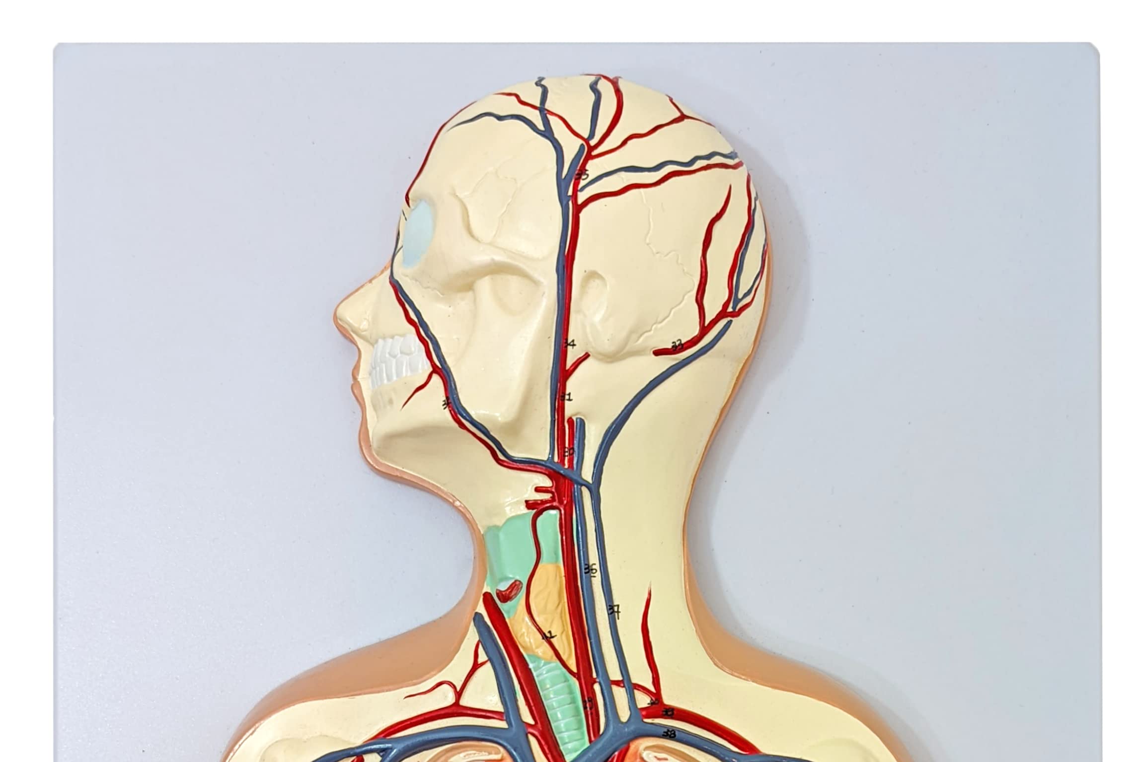 Axis Scientific Human Circulatory System Model, Half Life-Size, Realistic, Detailed Arteries and Veins Model with Thoracic Organs, Includes a Product Manual