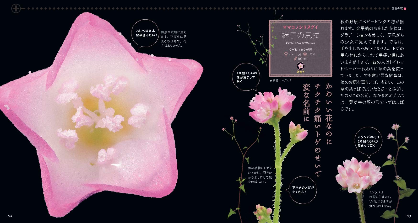 もっと美しき小さな雑草の花図鑑 Amazon Com Books