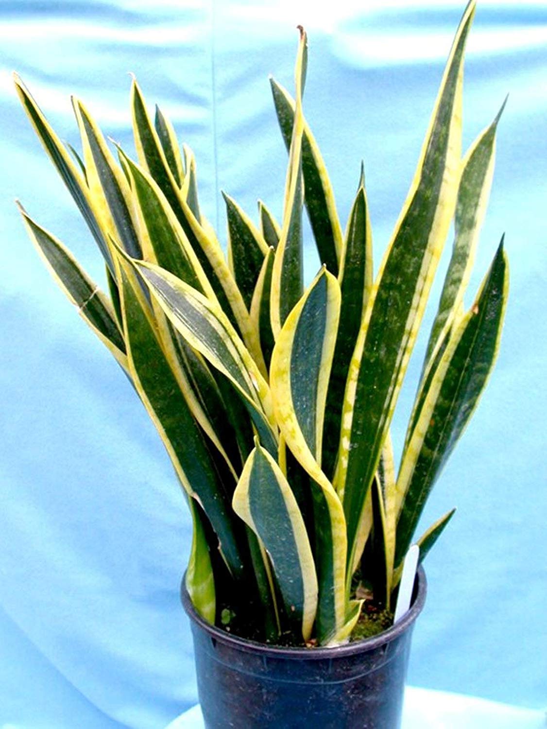 Advancedestore Snake Live Plant Amazon.in Garden & Outdoors