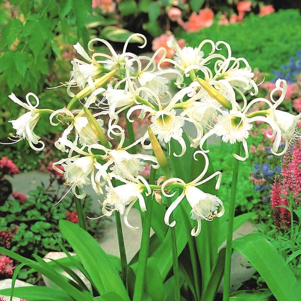 2 x Festalis Ismene- Easy to Grow Elegant White Summer Blooms-Zesty Popular Fragrance- Perfect for Indoor displays- for Your Beautiful Garden