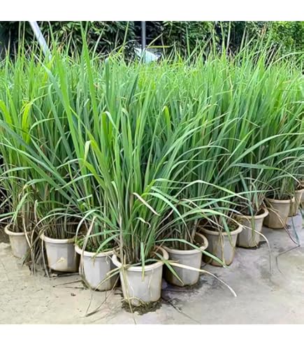Lemongrass In Pots For Mosquitoes: Easy How To Guide - The Potted Gardener - Foto 11