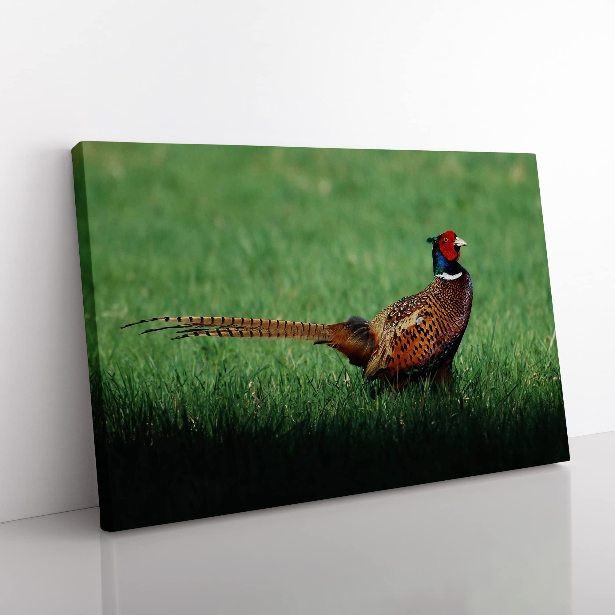 Pheasant Bird Modern Canvas Wall Art Print Ready to Hang, Framed Picture for Living Room Bedroom Home Office Décor, 50x35 cm (20x14 Inch)