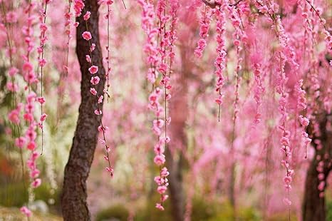 Amazon Co Jp ピンクの花の咲く木や枝 風景の写真 キャンバス印刷アートポスター 70cmx105cm ホーム キッチン
