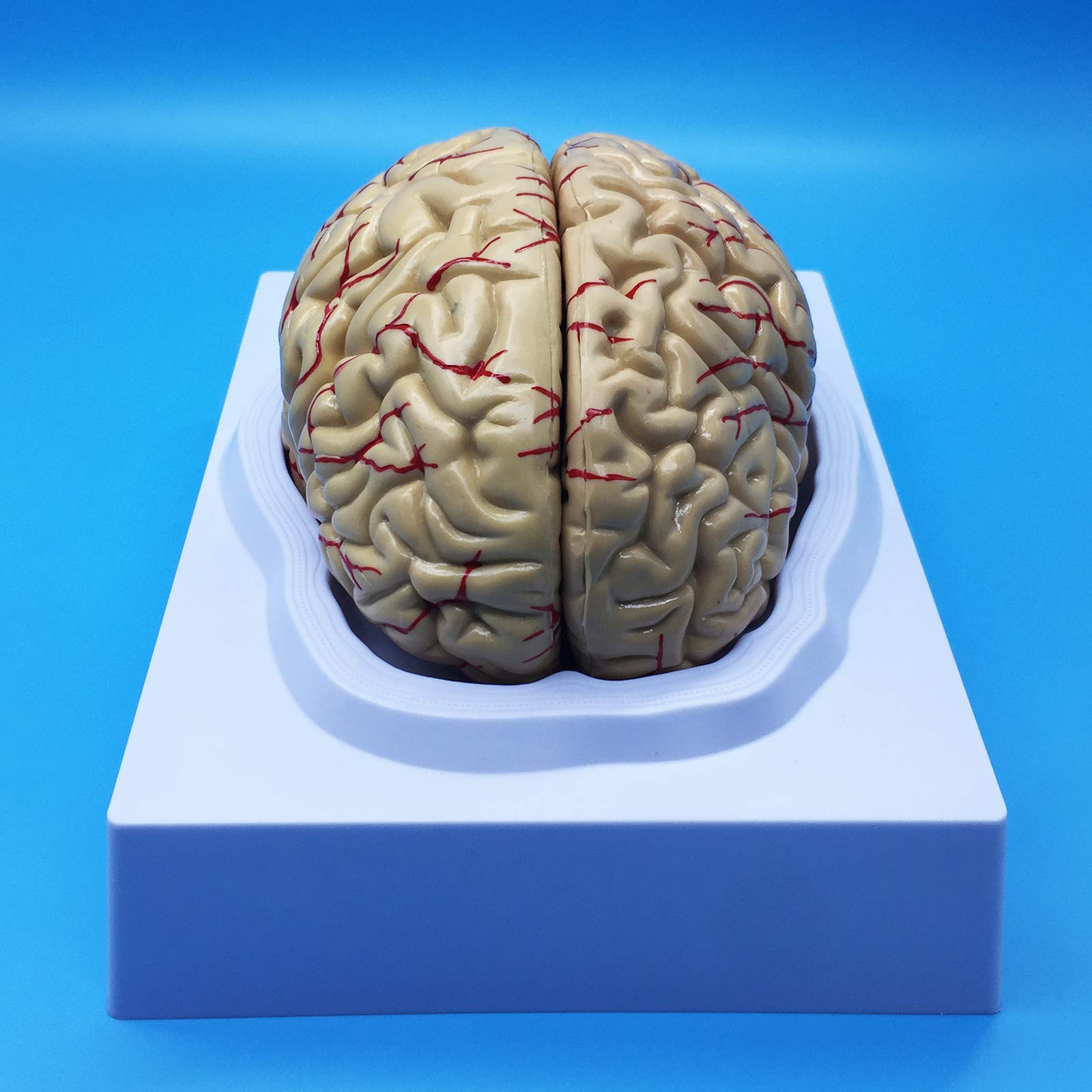 Learning Resources Human Brain Anatomical Model, Anatomically Accurate