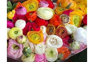 MARDE ROSS & COMPANY French Peony Mixed Ranunculus - 12 Largest Size Corms