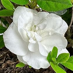 Blooming & Beautiful - Hardy Gardenia Azalea - 3