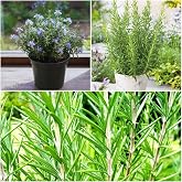 Rosemary Seeds for Ground Cover and Herb Garden, 1000+ Non-GMO Heirloom Seeds, Fragrant Evergreen Culinary Herb