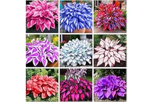 200+ Mixed Hosta Seeds – Shade-Tolerant Perennial, Easy to Plant, Low Maintenance, High Ornamental Value – Ideal for Garden B