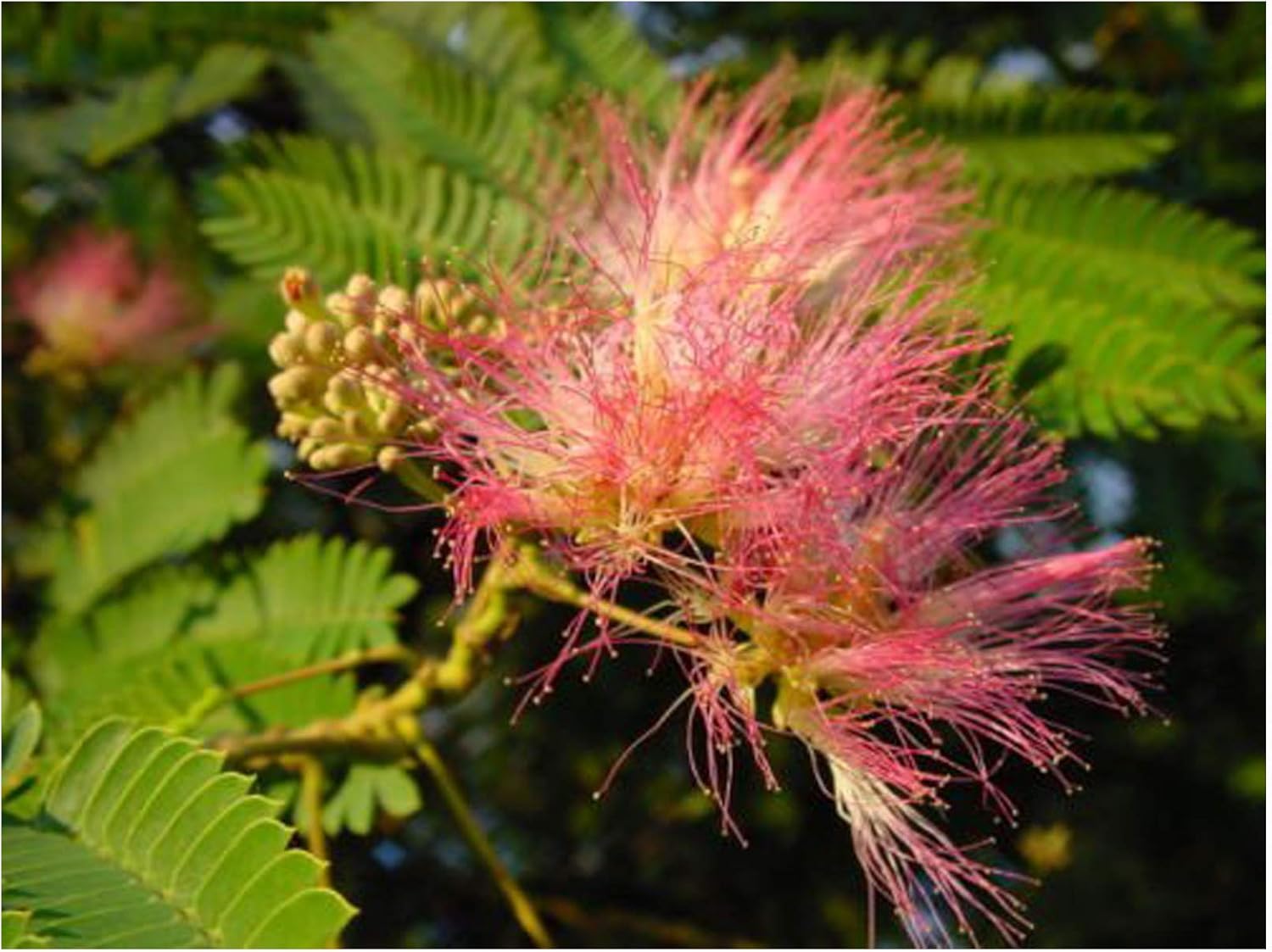 Exotic Tree Albizia Julibrissin Silk Tree Decorative Summer Flowering Tree With Pink Puff Fragrant Flowers 10 12cm Young Plant In An 8cm Pot Amazon Co Uk Garden Outdoors