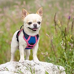 rabbitgoo Dog Harness No Pull with 2 Leash
