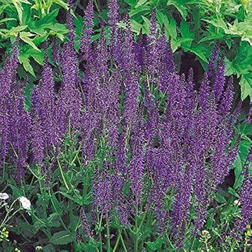 Kolle S Beste Garten Salbei Ostfriesland Blau 3 Liter Topf Amazon De Garten