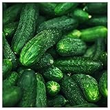 Everwilde Farms - 1 Lb Spacemaster Cucumber Seeds