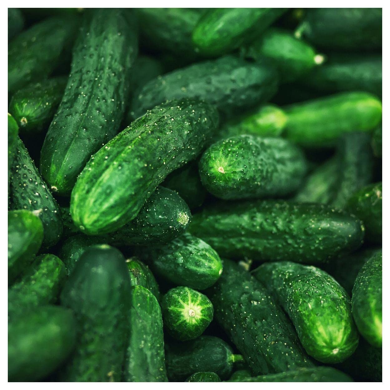Everwilde Farms - 1 Oz Spacemaster Cucumber Seeds